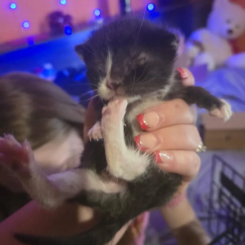 A baby small-sized female Black Domestic Short Hair cat named Remove for adoption in Rochester, MN