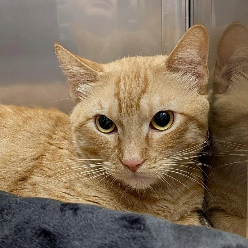 A young medium-sized male Orange / Red Domestic Short Hair cat named Mike for adoption in Oakland, CA