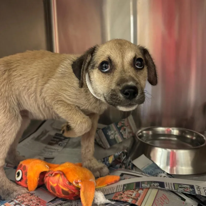 A baby small-sized female Yellow / Tan / Blond / Fawn Terrier dog named Winnie for adoption in Birmingham, AL