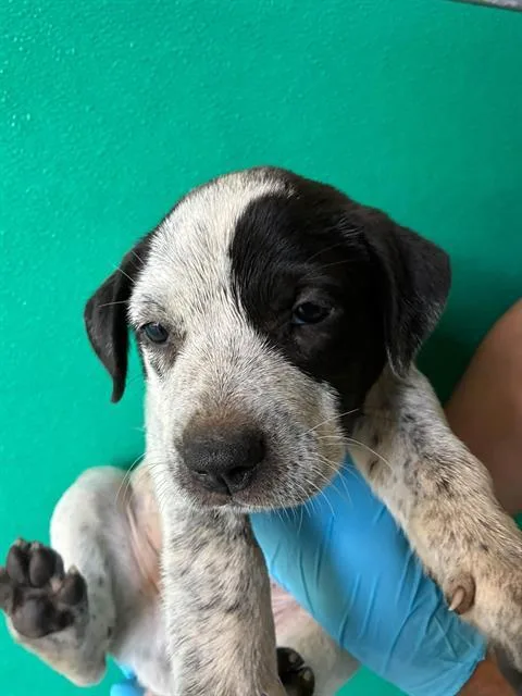 A baby small-sized female Australian Cattle Dog / Blue Heeler dog named A for adoption in Visalia, CA
