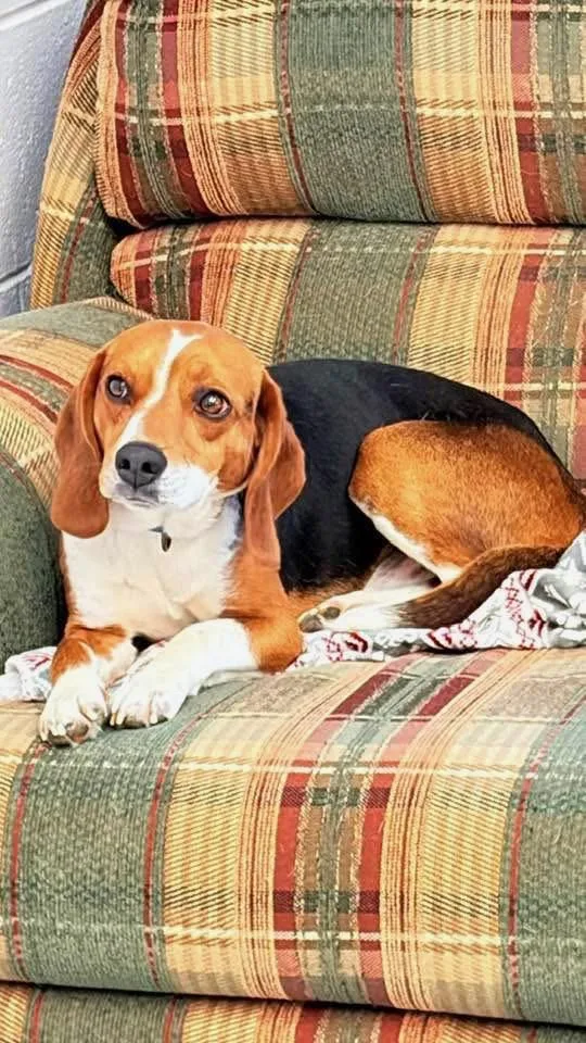 A young small-sized male Tricolor (Brown, Black, & White) Beagle dog named Dennis for adoption in Fincastle, VA