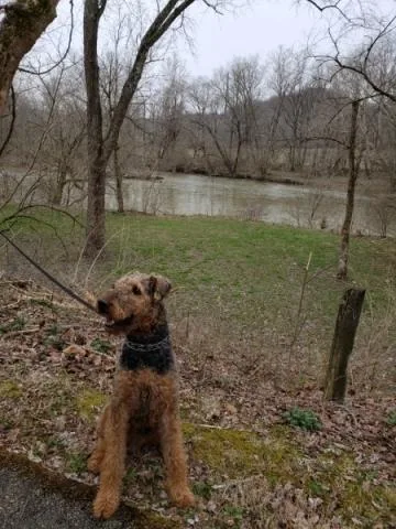 An adult large-sized male Airedale Terrier dog named Bear for adoption in Shawano, WI