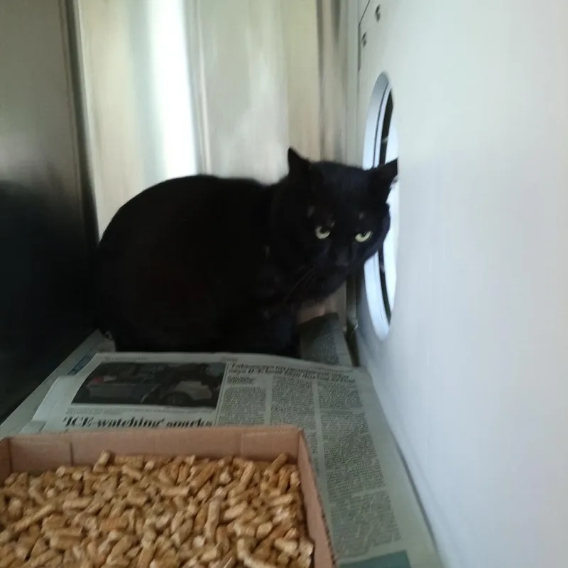 An adult small-sized male Black Domestic Short Hair cat named Jack Sparrow for adoption in Chattanooga, TN