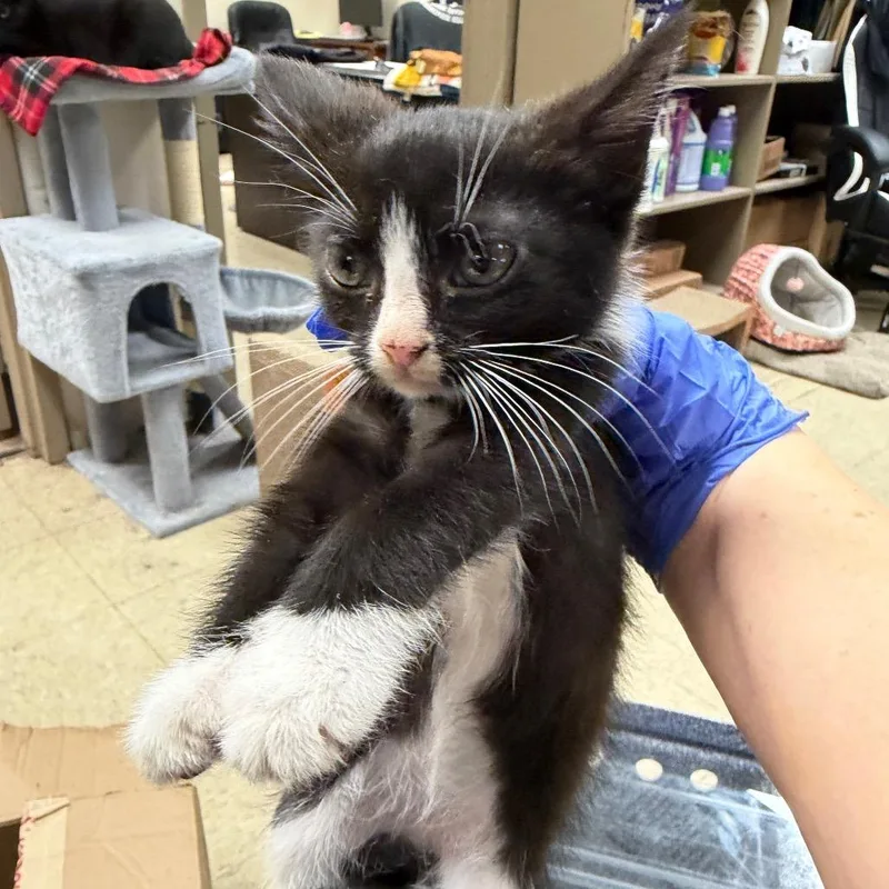 A baby small-sized female Black Domestic Short Hair cat named Pinto for adoption in Birmingham, AL