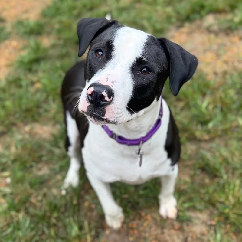 A young medium-sized female Black Mixed Breed dog named Audra for adoption in Fredericksburg, VA