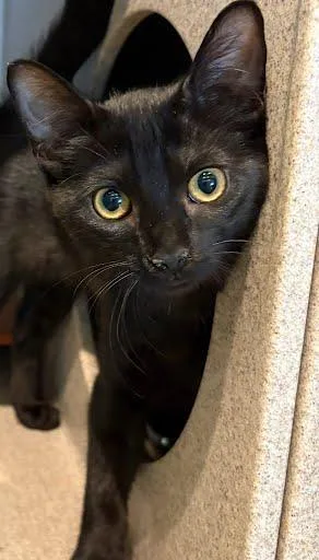 A baby small-sized female Domestic Short Hair cat named Luna for adoption in Washington, DC