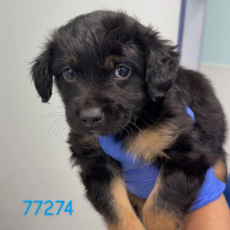 A baby small-sized male Schnauzer dog named Blueberry for adoption in Chico, CA