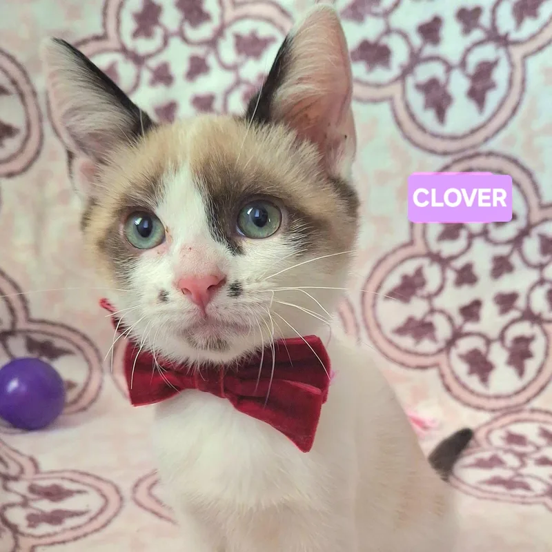 A baby small-sized female Brown / Chocolate Siamese cat named Clover for adoption in Fullerton, CA