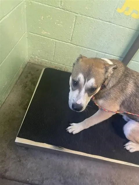 A young medium-sized male Pit Bull Terrier dog named Marty Mcfly for adoption in Sacramento, CA