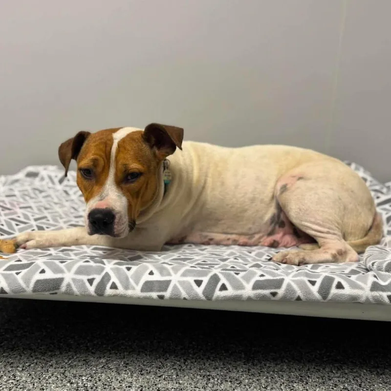 An adult medium-sized female White / Cream American Staffordshire Terrier dog named Amaya for adoption in Wichita, KS
