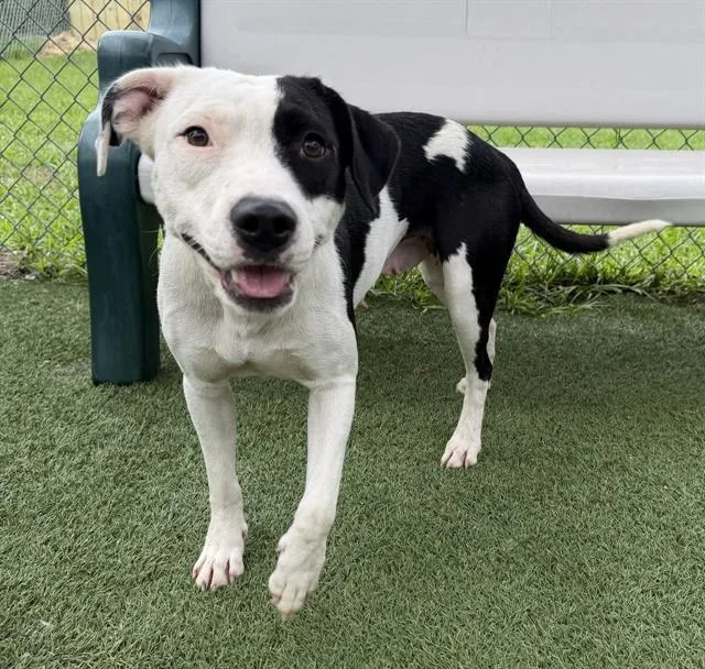 An adult medium-sized female Mixed Breed dog named Sunshine for adoption in Columbia, SC