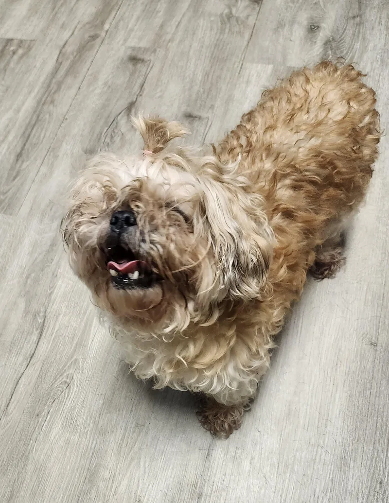 An adult small-sized female Tricolor (Brown, Black, & White) Shih Tzu dog named Loofa for adoption in Mansfield, OH