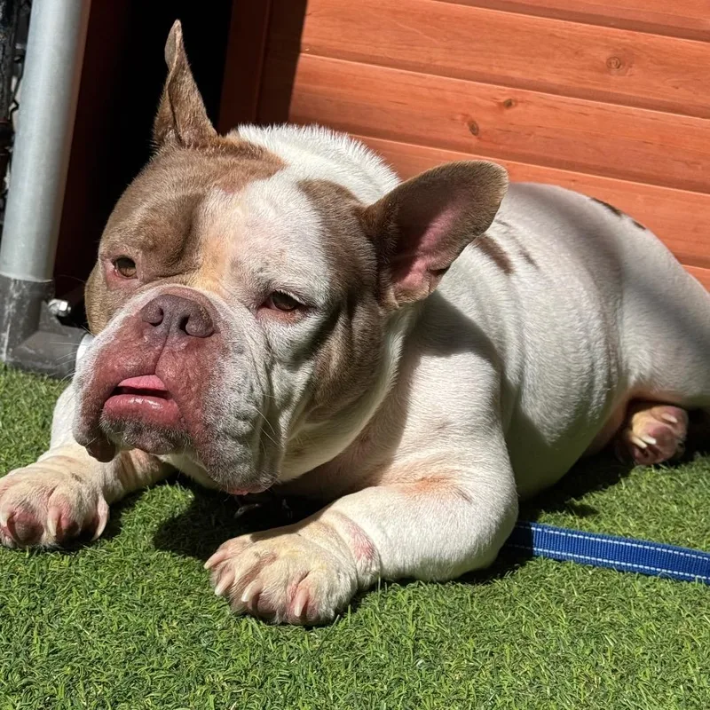 An adult medium-sized male White / Cream English Bulldog dog named Jelly Roll for adoption in Jupiter, FL