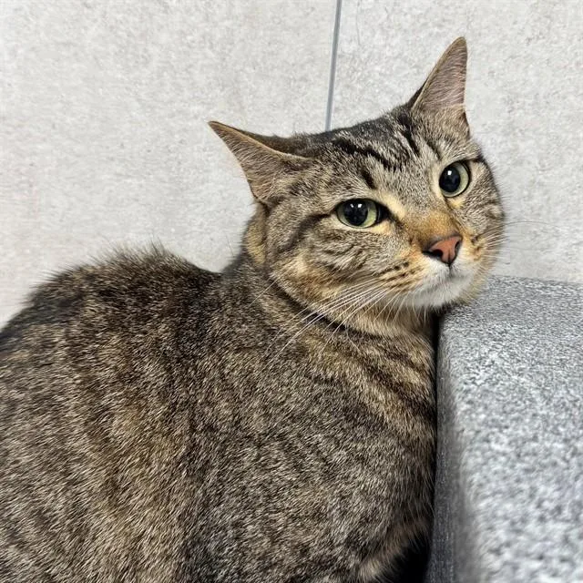 An adult medium-sized female Domestic Short Hair cat named Eloise for adoption in Naples, FL