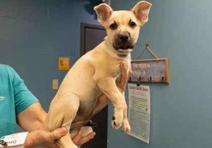 A young large-sized female Shepherd dog named Leia for adoption in Kansas City, MO