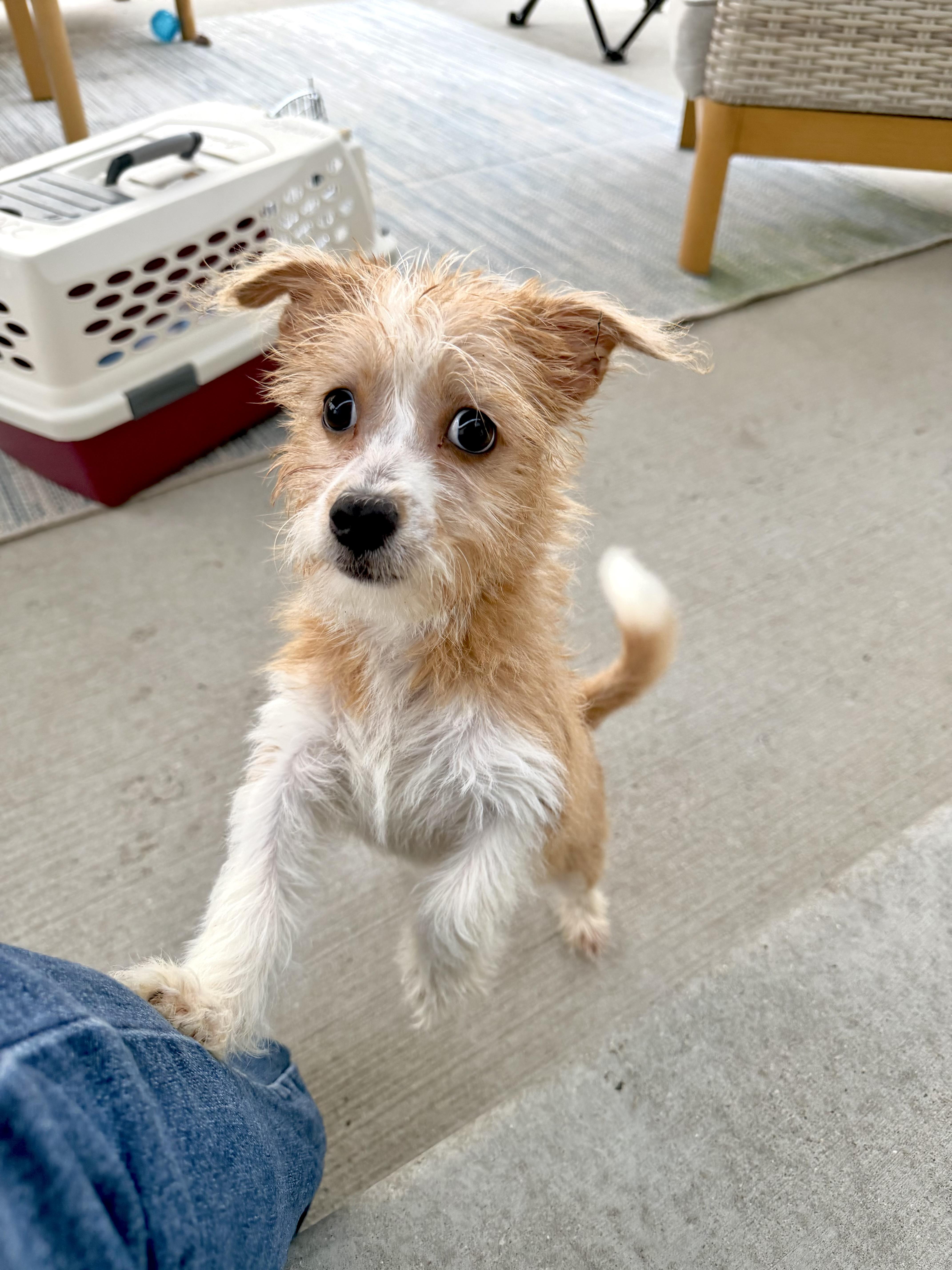 A baby small-sized male Yorkshire Terrier dog named Shaggy for adoption in Muskego, WI