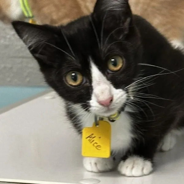 A baby medium-sized female Black & White / Tuxedo Tuxedo cat named Alice  Playful and for adoption in Hoquiam, WA