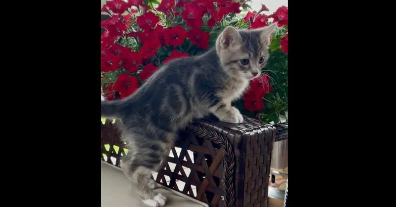 A baby small-sized male Gray / Blue / Silver Domestic Short Hair cat named Duey for adoption in New Cumberland, WV
