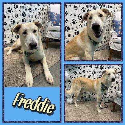 Freddie thumbnail 2