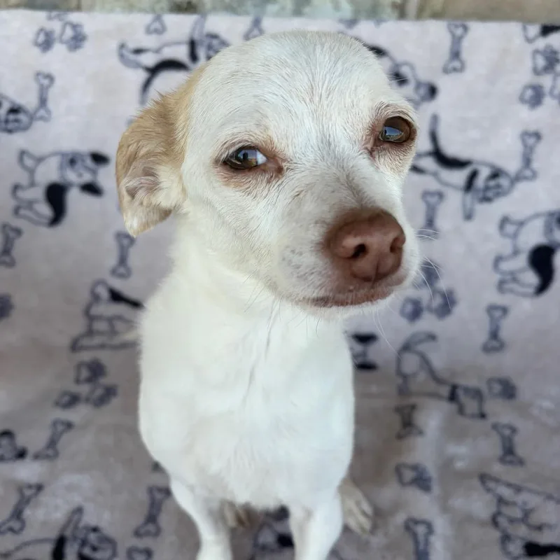 An adult small-sized female White / Cream Chihuahua dog named SaraQ Tripod for adoption in Chico, CA
