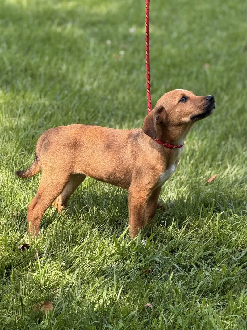 A baby small-sized female Hound dog named Patty for adoption in Locust Fork, AL