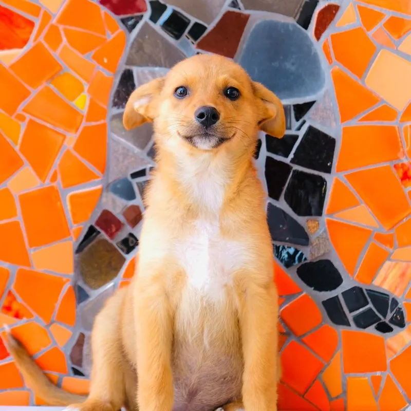 Argentina Pup Salta