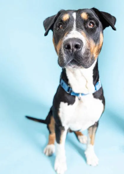 An adult large-sized male Terrier dog named SC Silk for adoption in North Miami Beach, FL