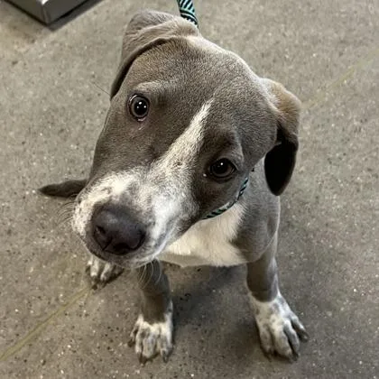 An adult medium-sized female Pit Bull Terrier dog named Mochi for adoption in Phoenix, AZ