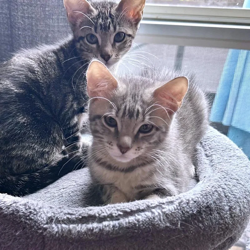 A baby small-sized male Gray / Blue / Silver Domestic Short Hair cat named Orijen for adoption in Austin, TX