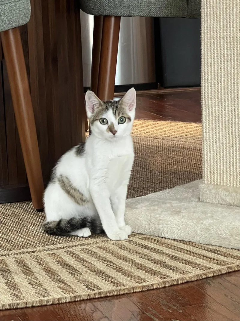 A baby medium-sized female Domestic Short Hair cat named Birdie for adoption in Wesley Chapel, FL
