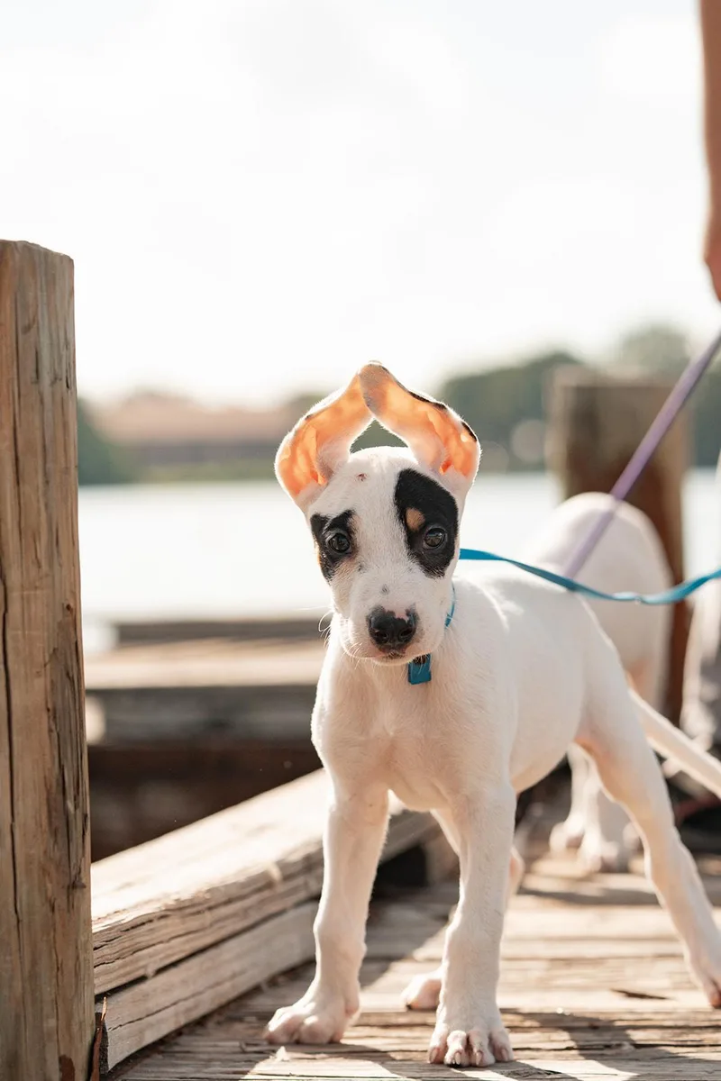 A baby medium-sized male White / Cream Hound dog named Ponyo for adoption in Mico, TX