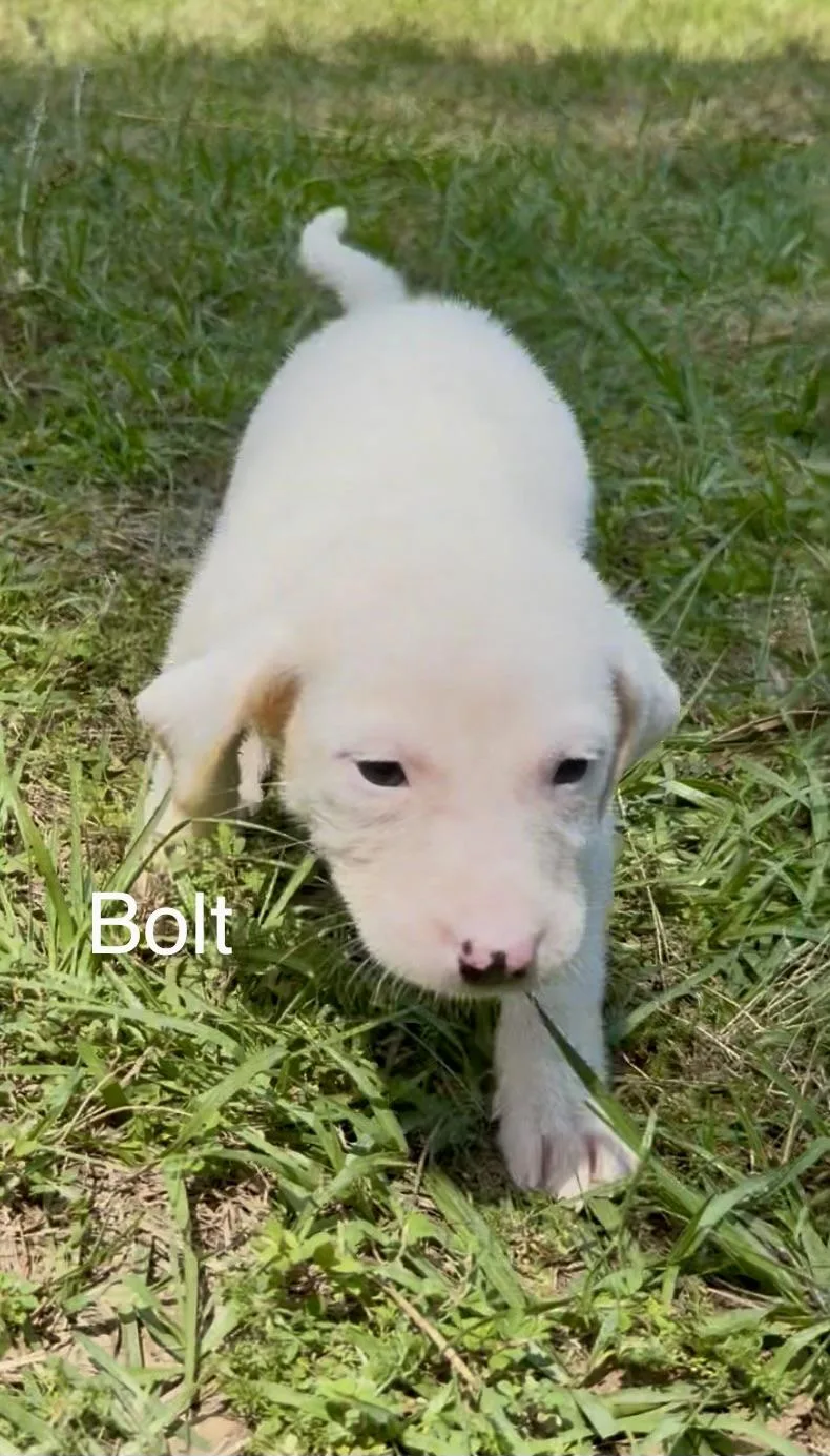Bolt thumbnail 3