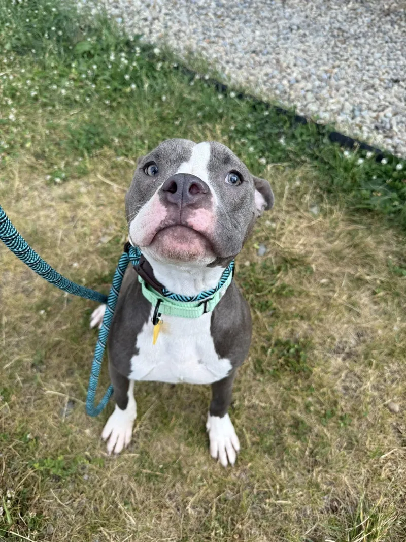 A young medium-sized male Gray / Blue / Silver Pit Bull Terrier dog named Sammy for adoption in Cleveland, OH
