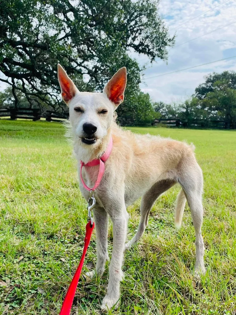 An adult small-sized female Yellow / Tan / Blond / Fawn Portuguese Podengo dog named Latte for adoption in Boerne, TX