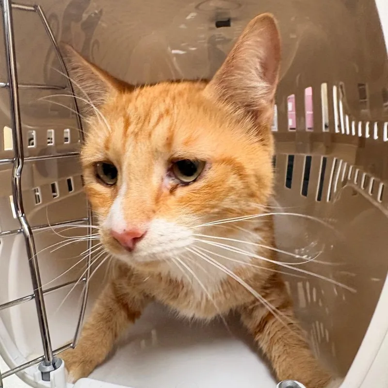 A young medium-sized male Orange / Red Domestic Short Hair cat named Kabal for adoption in Winston-Salem, NC