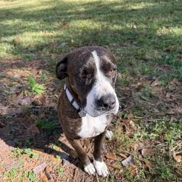 An adult medium-sized female Brown / Chocolate Boxer dog named Mabel Loves Stuffies for adoption in Friendswood, TX