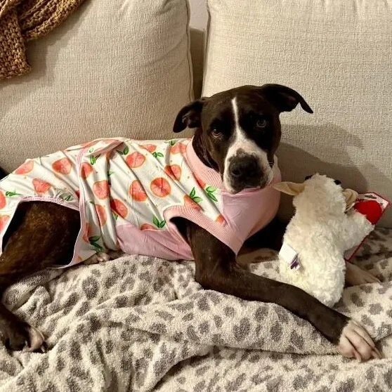 Mabel Loves Stuffies thumbnail 5