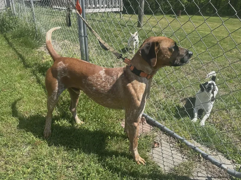 A young medium-sized male Coonhound dog named Ottis for adoption in Westwood, NJ