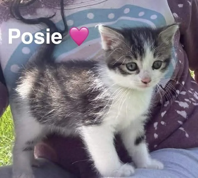A baby small-sized female Tabby (Gray / Blue / Silver) Tabby cat named Posie for adoption in Beckley, WV