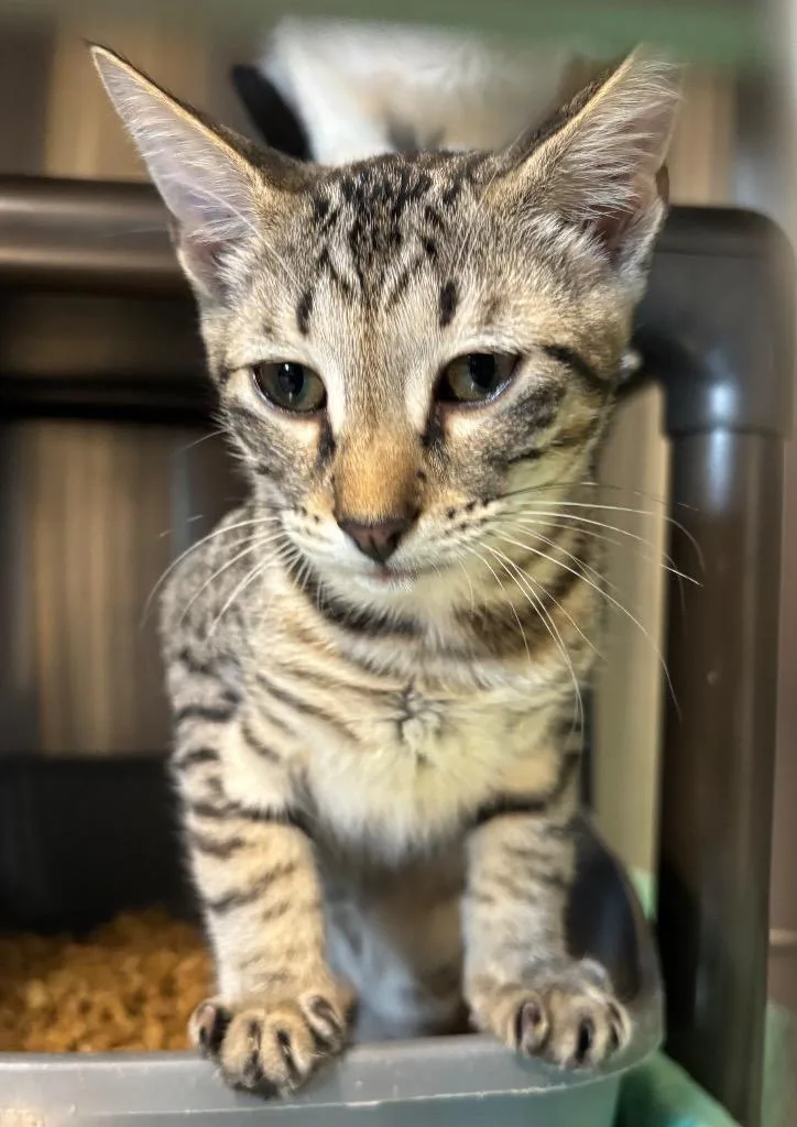 A baby large-sized male Domestic Short Hair cat named Squid for adoption in Metter, GA