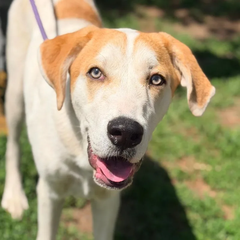 A young medium-sized male White / Cream Mixed Breed dog named Aj for adoption in Huntington, WV