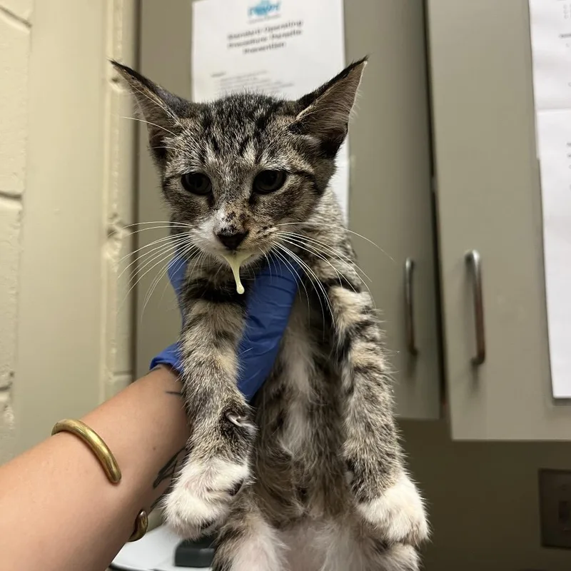 A baby small-sized female Brown / Chocolate Domestic Short Hair cat named StrayBradleyPark for adoption in Columbus, GA