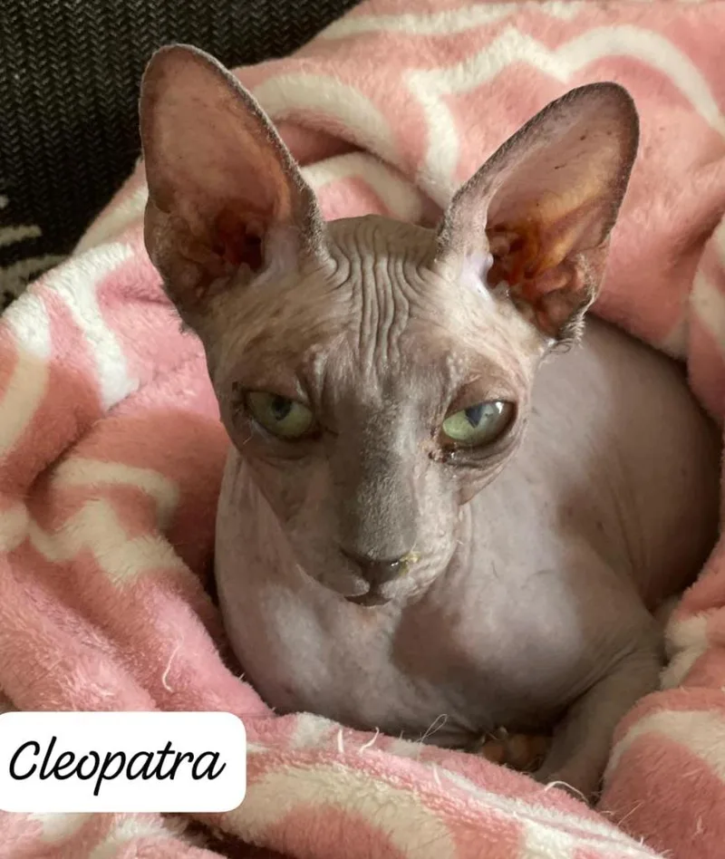 An adult large-sized female Sphynx / Hairless Cat cat named Cleopatra for adoption in San Jacinto, CA