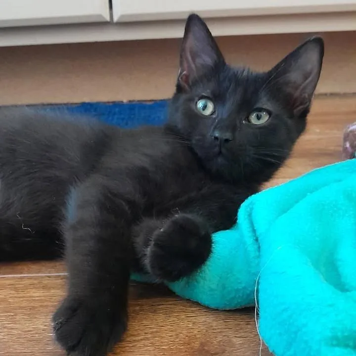 A baby small-sized male Black Domestic Short Hair cat named Boomer for adoption in Newport News, VA