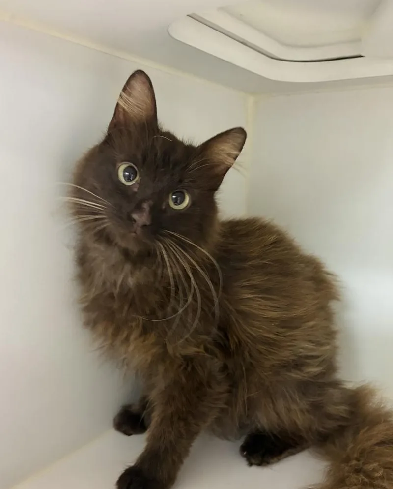 An adult medium-sized female Black Domestic Medium Hair cat named Tiki for adoption in Rochester, IN