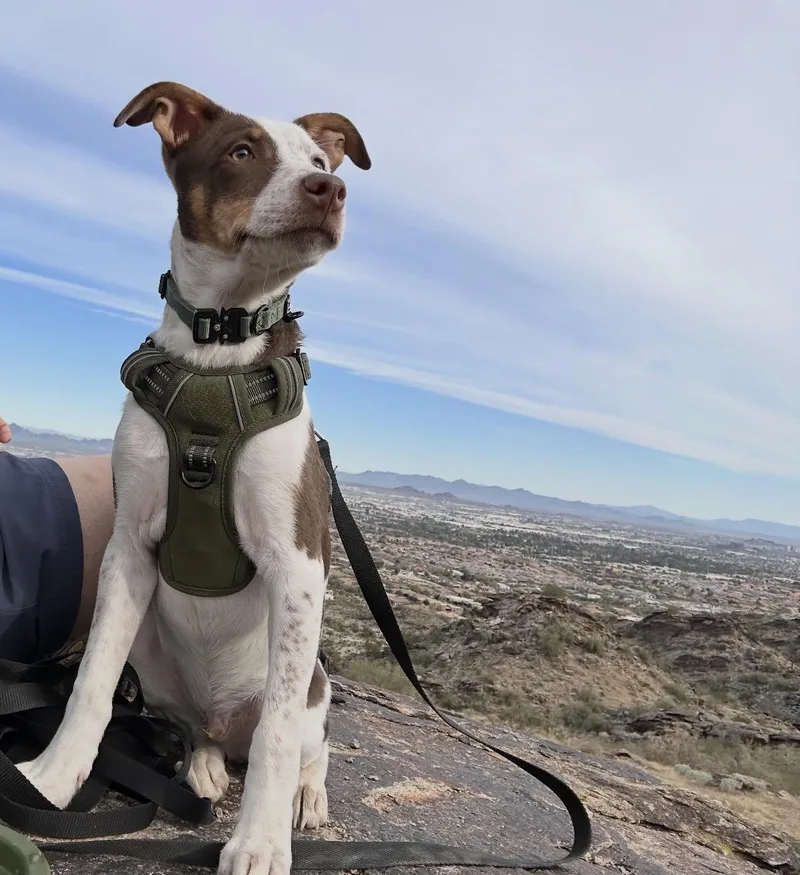 A young medium-sized male English Pointer dog named Oliver for adoption in Gilbert, AZ