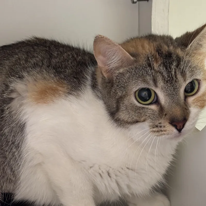 A young medium-sized female Dilute Calico Domestic Short Hair cat named Allison for adoption in Phoenixville, PA