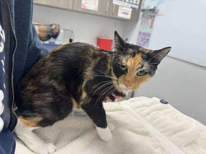 An adult small-sized female Black Domestic Short Hair cat named Scar for adoption in Kansas City, MO