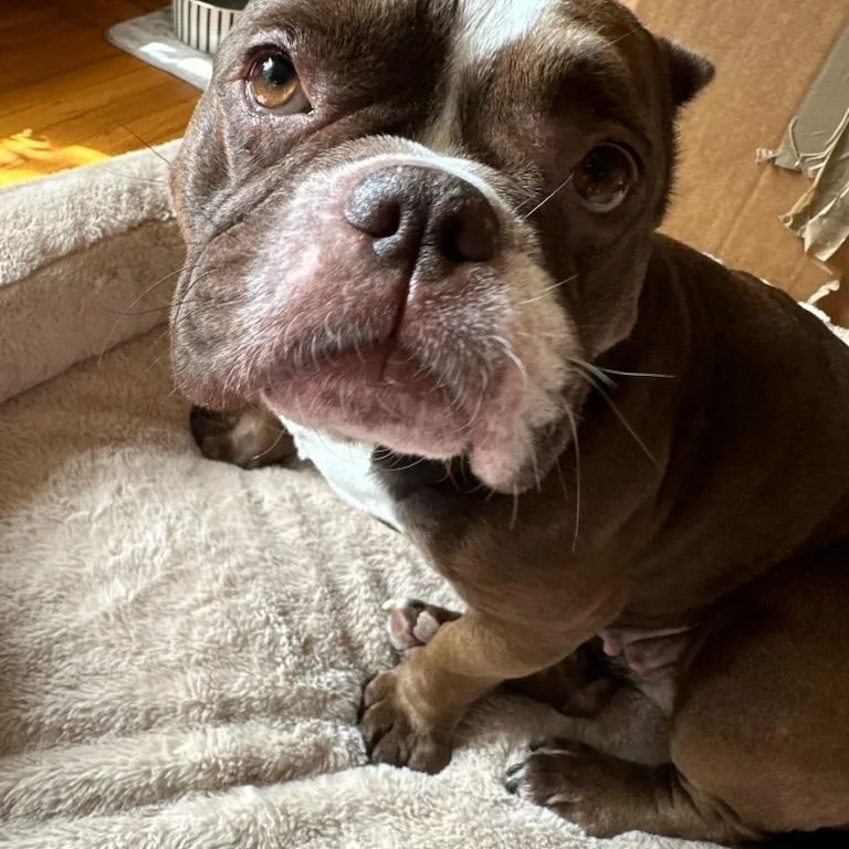 An adult small-sized female Tricolor (Brown, Black, & White) American Staffordshire Terrier dog named Lady for adoption in Emeryville, CA