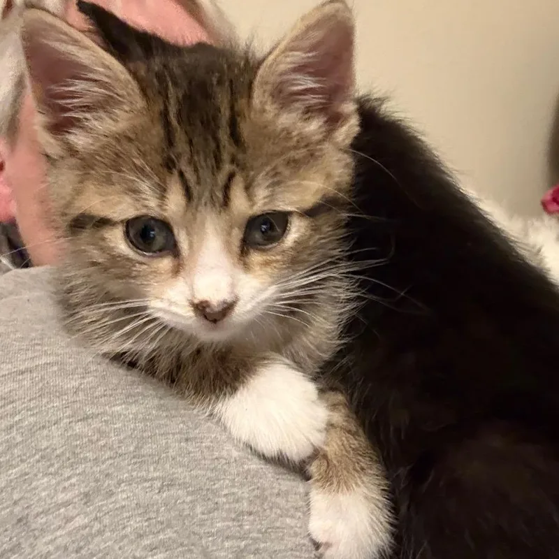 A young medium-sized female Domestic Medium Hair cat named Nilla for adoption in Crookston, MN